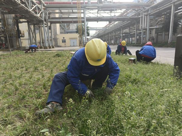 3月22日，行政保衛(wèi)部趙師傅等人在道路兩旁清除雜草。.jpg